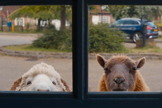 THE SHEEP DETECTIVES