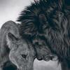 Avatar lioness811