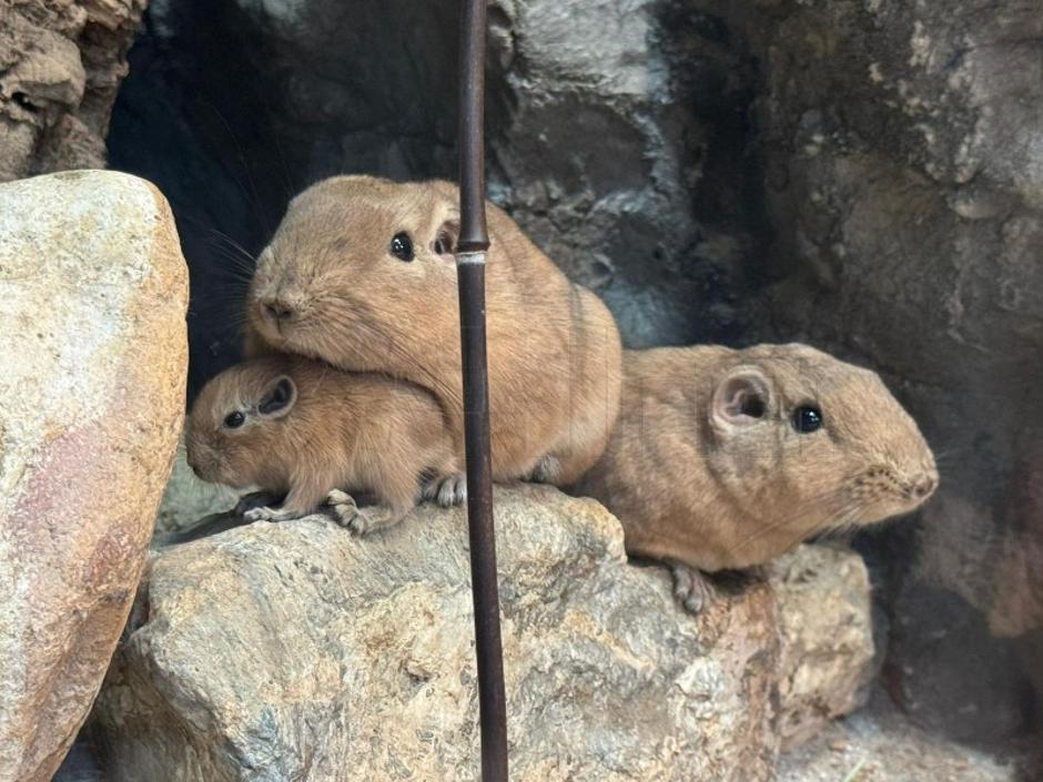  | Author: ZOO Zagreb