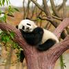 Avatar _panda_