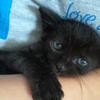 Avatar Foxiichu