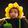Avatar Suncokretica