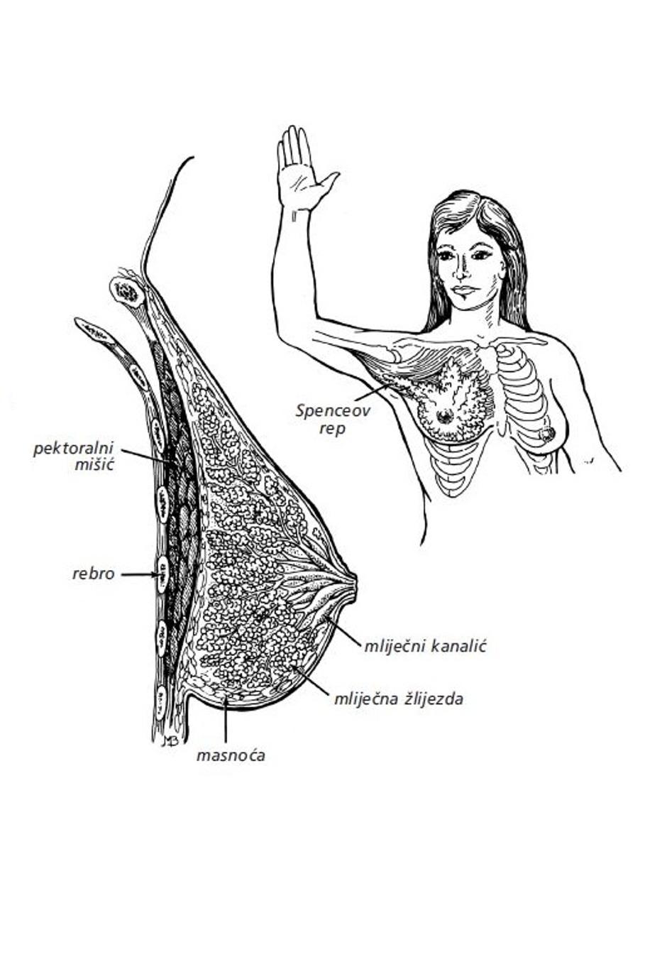 anatomija dojke | Author: Planetopija