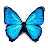 Avatar Butterfly 🦋