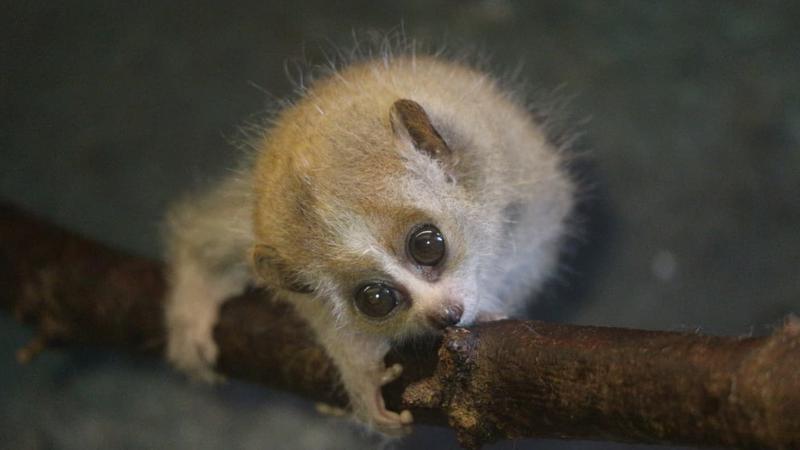 Zagreba&ccaron;ki Zoolo&scaron;ki ima novu bebu - na svijet stigao patuljasti spori loris