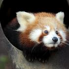 zoo zoološki vrt crvena panda