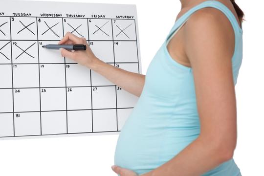 trudnica trbuh kalendar