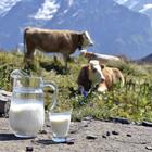 kravlje mlijeko