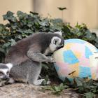 Zagreb: Tradicionalna podjela pisanica životinjama u Zoološkom vrtu Grada Zagreba