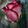 Avatar MAD ROSE