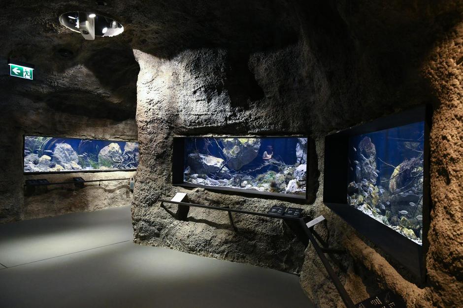 Aquatika, prvi slatkovodni akvarij u RH | Author: Davor Visnjic/PIXSELL