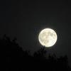 Avatar Moon