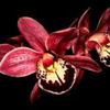 Avatar RedOrchid