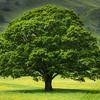 Avatar TetraOak