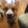 Avatar adi222