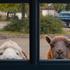 THE SHEEP DETECTIVES