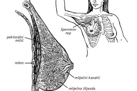 anatomija dojke
