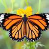 Avatar Butterfly25