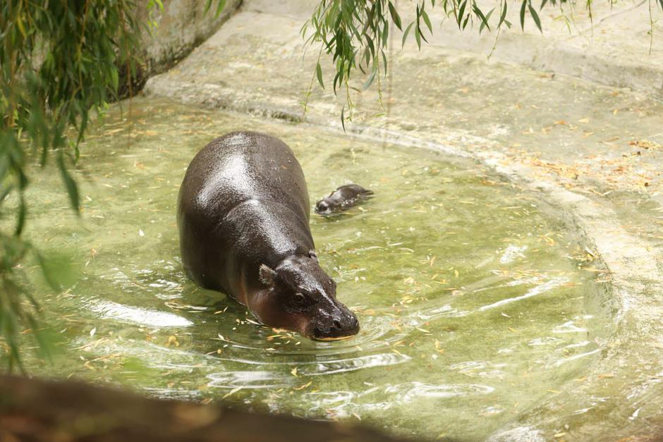  | Author: ZOO Zagreb