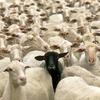 Avatar blacksheep