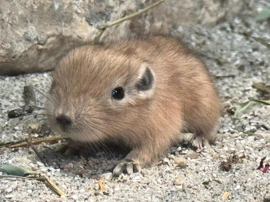  | Author: ZOO Zagreb