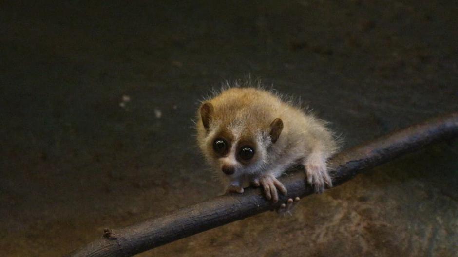  | Author: Zoološki vrt