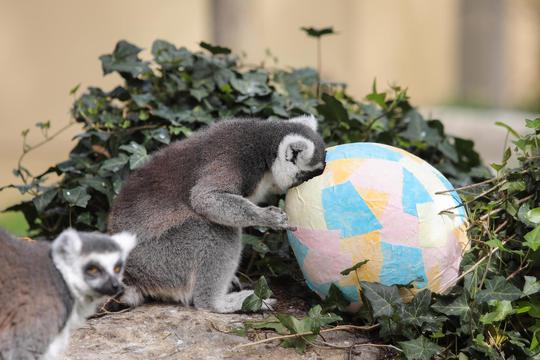 Zagreb: Tradicionalna podjela pisanica životinjama u Zoološkom vrtu Grada Zagreba