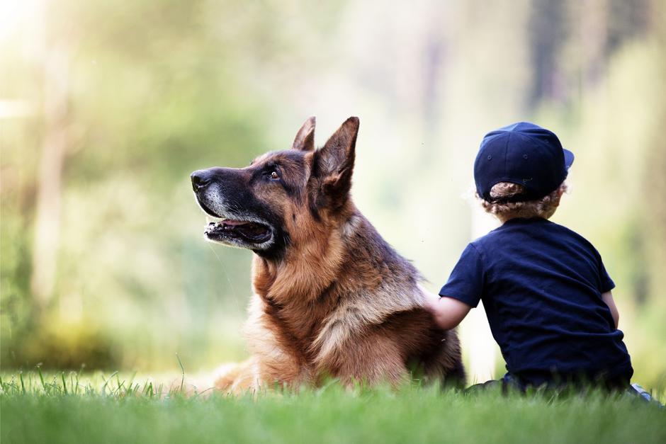 Pas za dvorište | Author: Shutterstock
